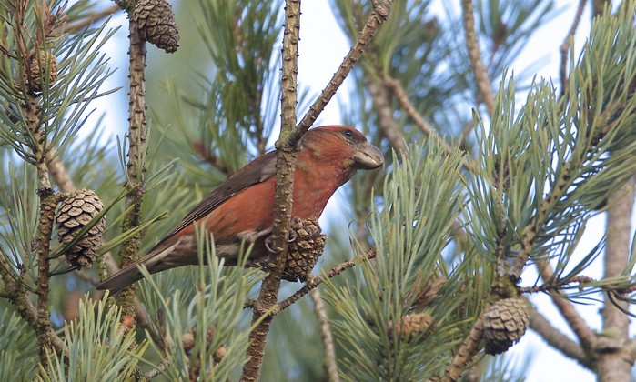 Parrot Crossbill