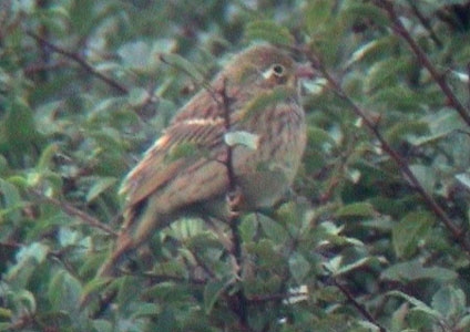 Ortolan Bunting