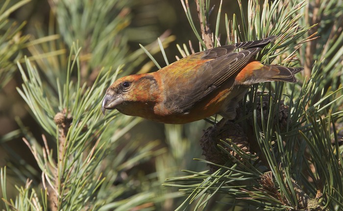 Crossbill