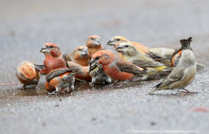 Parrot Crossbill