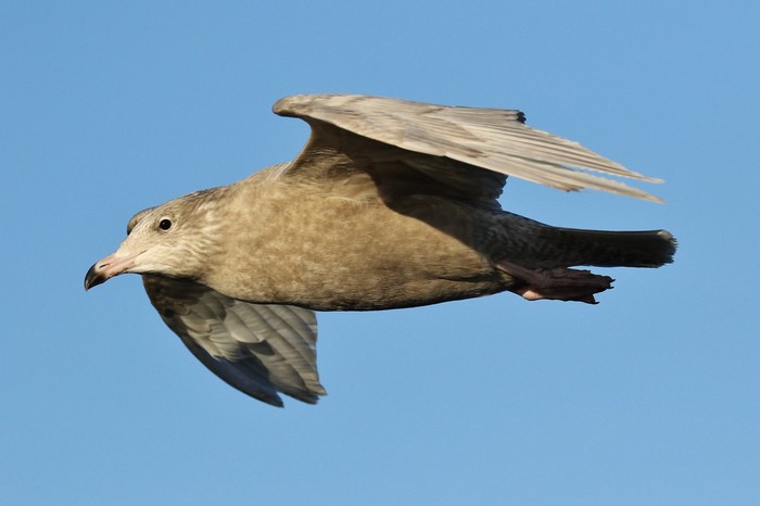 Glaucous Gull