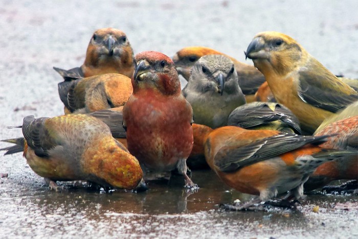 Parrot Crossbill