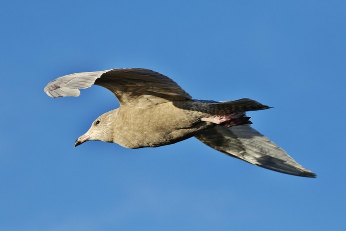 Glaucous gull