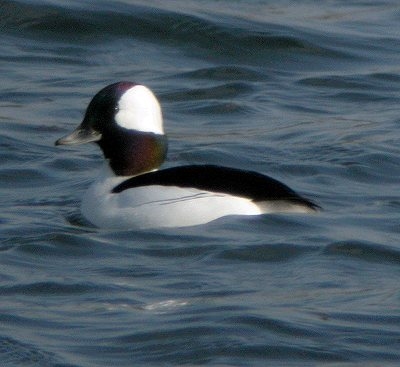 Bufflehead