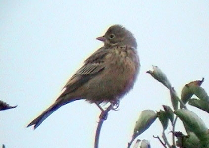 Ortolan Bunting