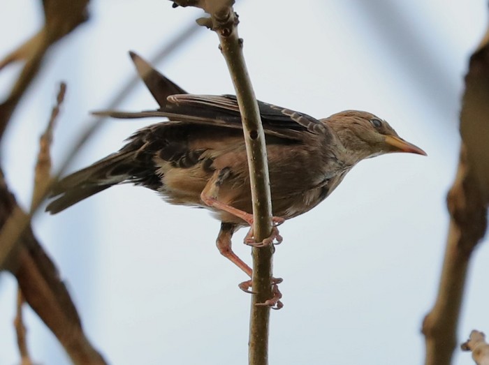 Rose-coloured Starling