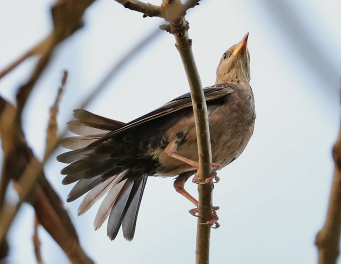 Rose-coloured Starling