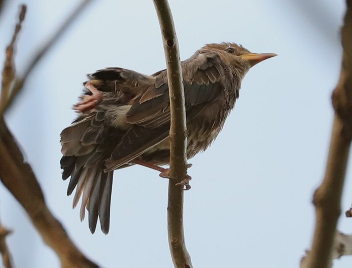 Rose-coloured Starling