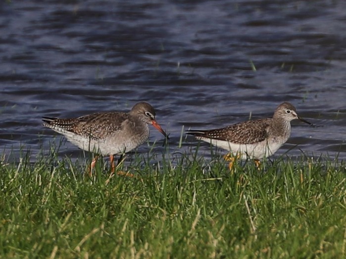 Lesser Yellowlegs