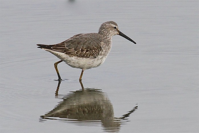 Stilt Sandpiper