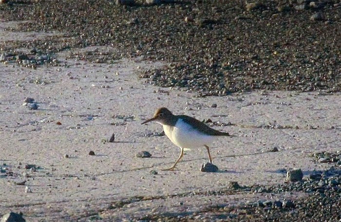 Spotted Sandpiper