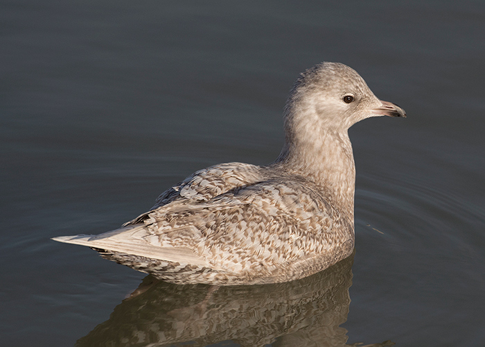 Iceland Gull