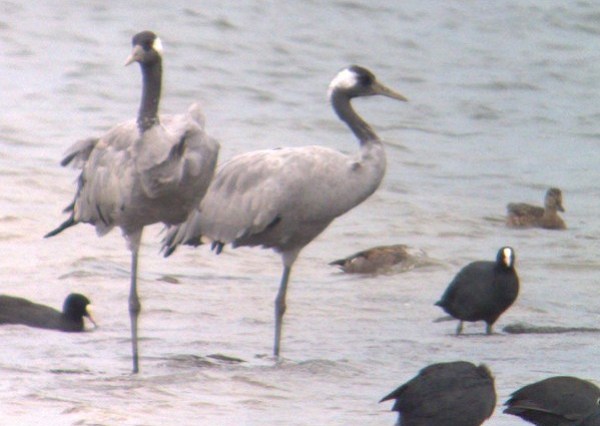 Common Crane