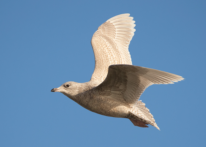 Iceland Gull