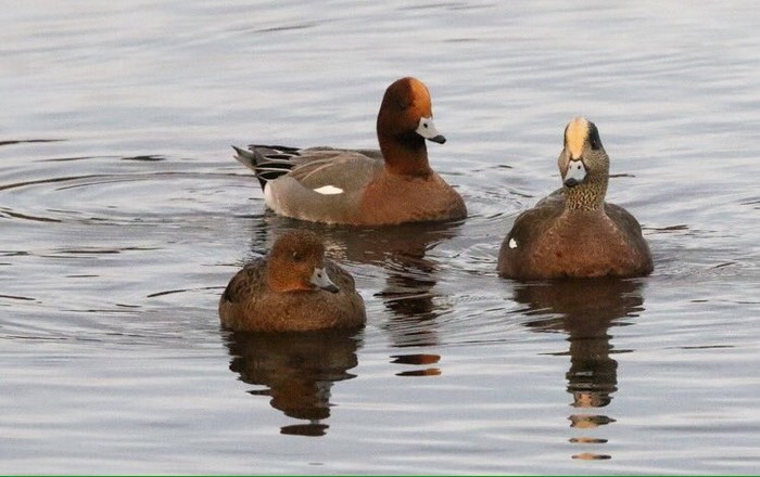 American Wigeon