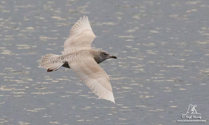 Iceland Gull