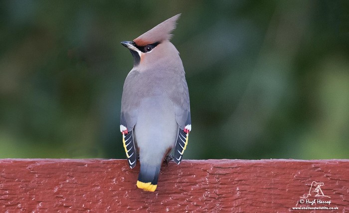 Waxwing