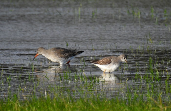 Lesser Yellowlegs