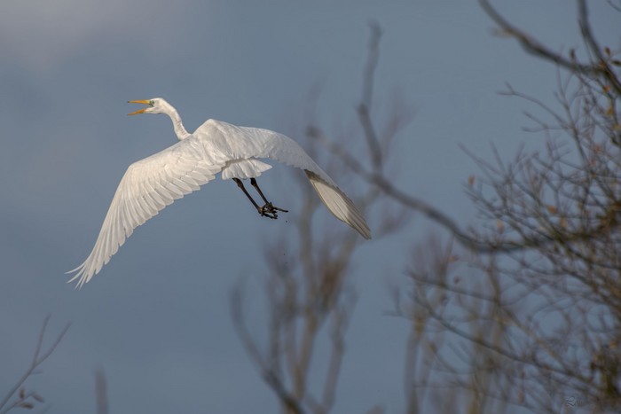 Great White Egret