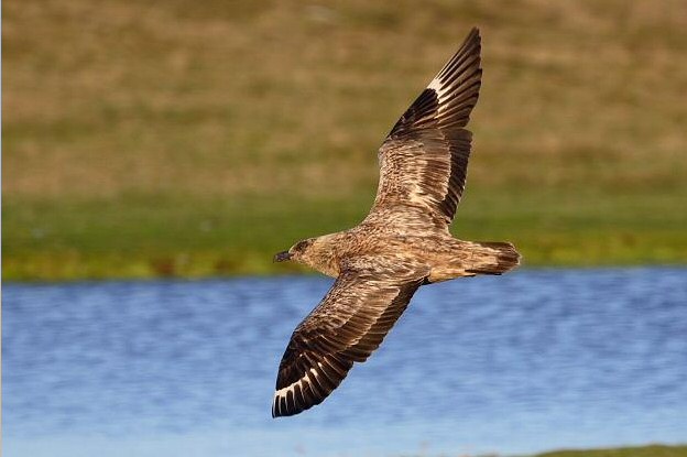Great Skua