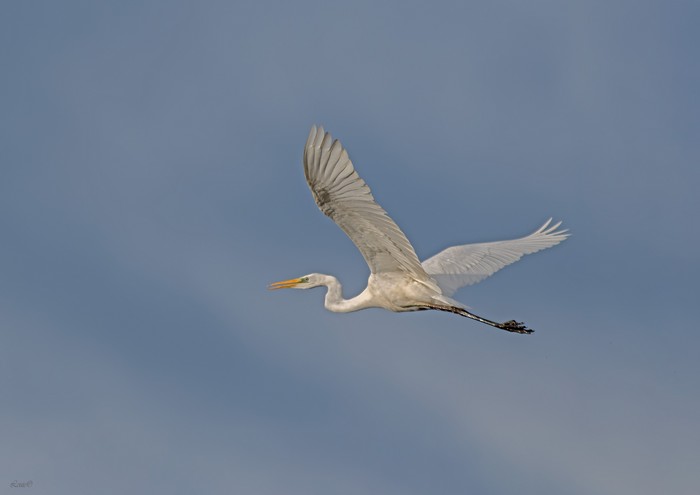 Great White Egret