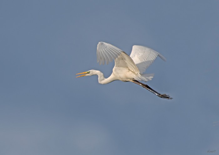 Great White Egret