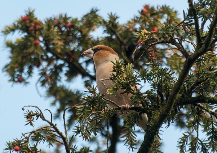 Hawfinch
