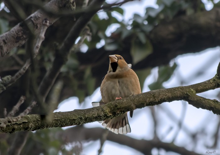 Hawfinch