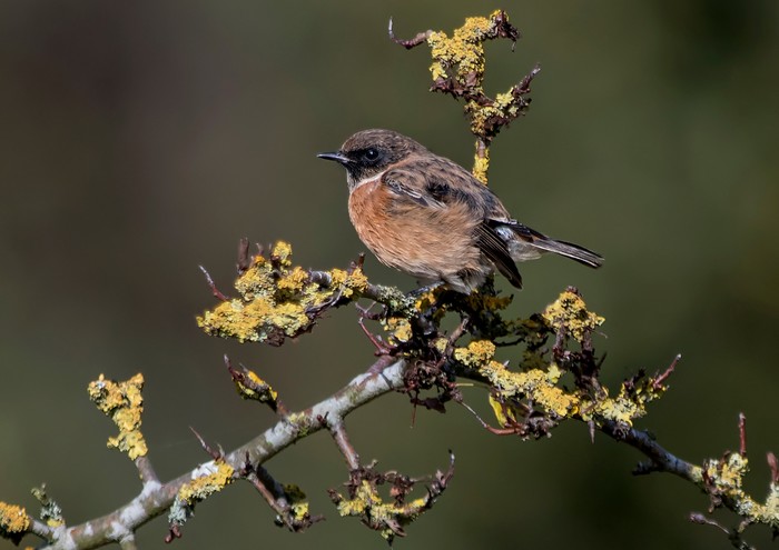 Stonechat