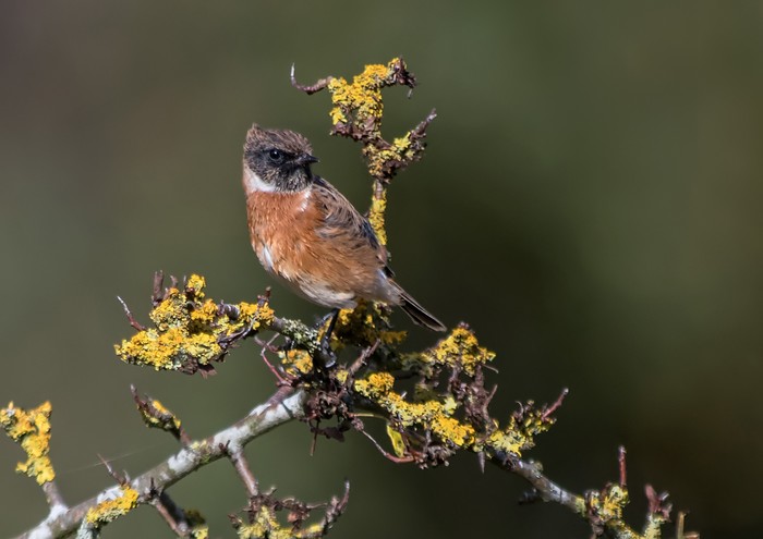Stonechat