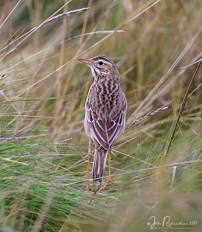 Richard's Pipit