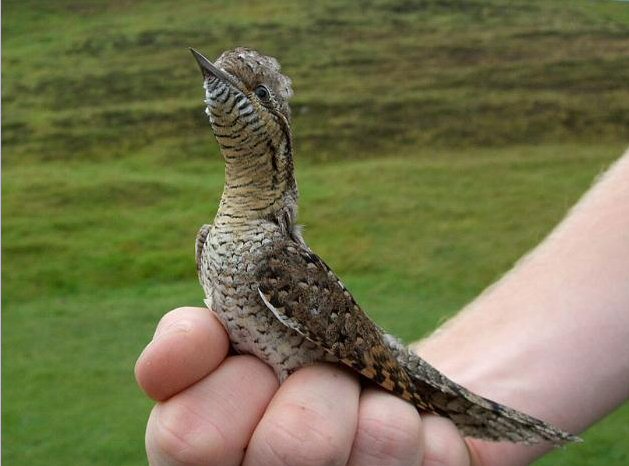 Wryneck