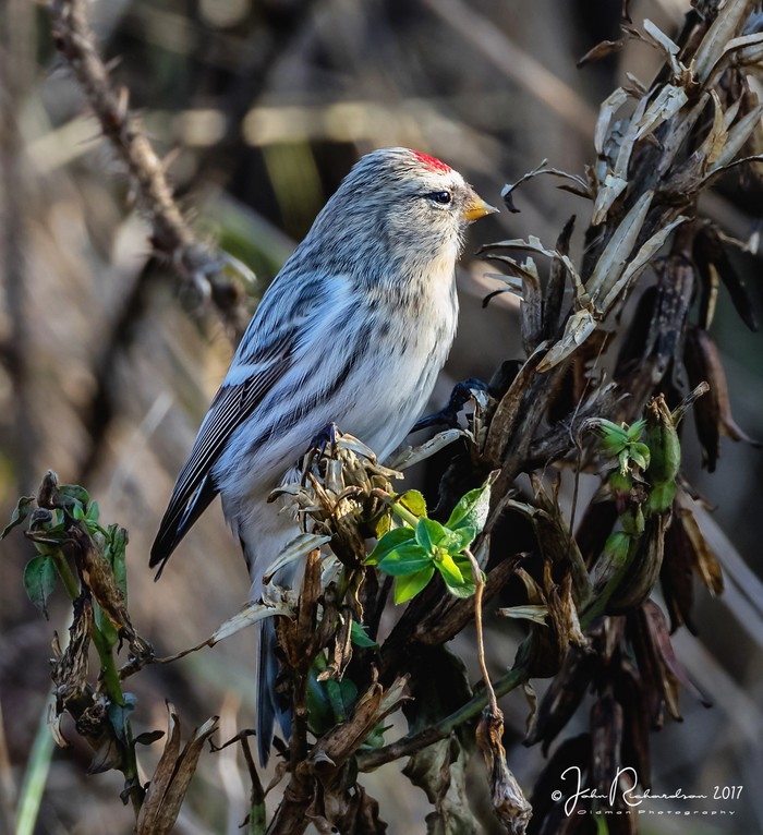 Coues's Arctic Redpoll