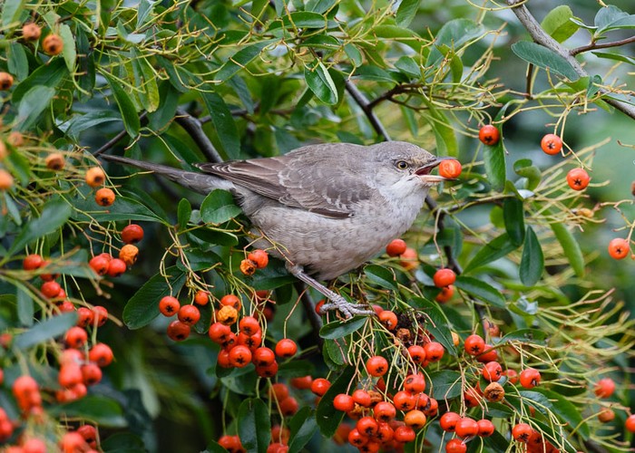 Barred Warbler