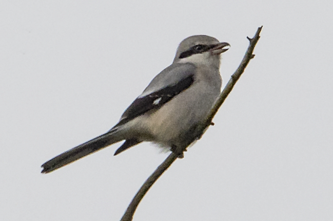 Great Grey Shrike