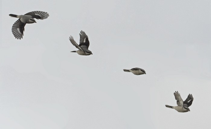 Great Grey Shrike