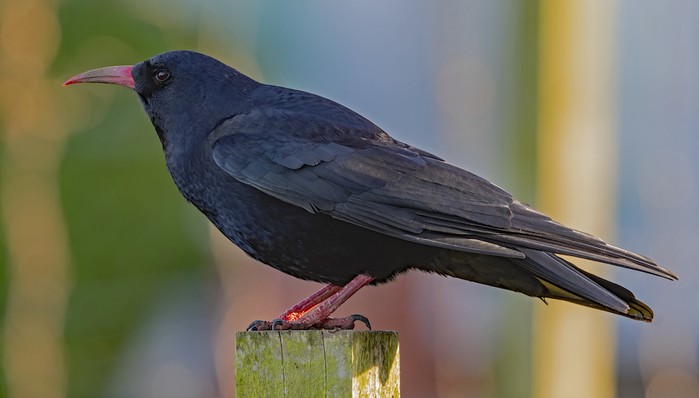 Chough
