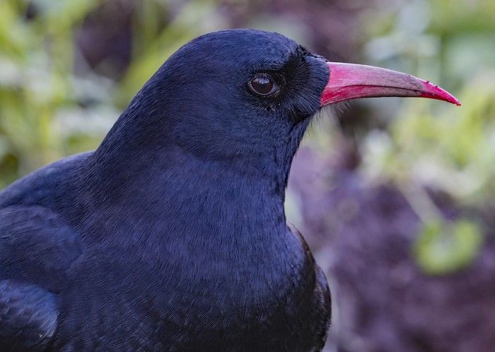 Chough