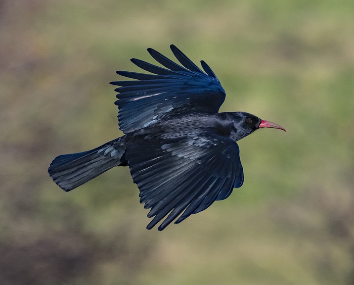 Chough