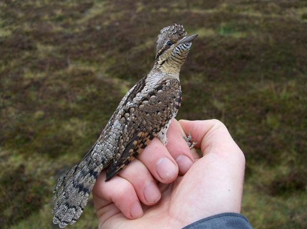 Wryneck