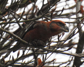 Parrot Crossbill
