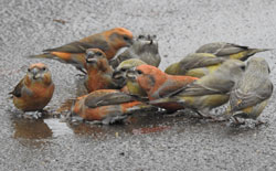 Parrot Crossbill