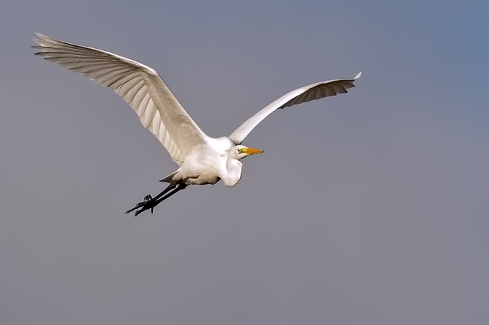 Great White Egret