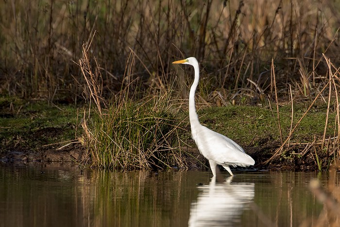 Great White Egret