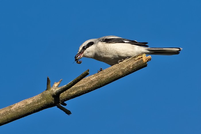 Great Grey Shrike