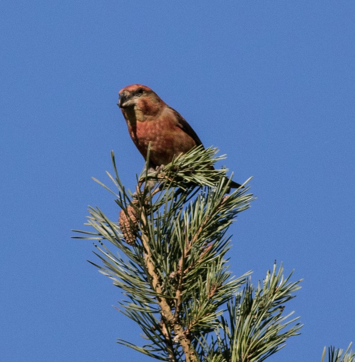 Parrot Crossbill