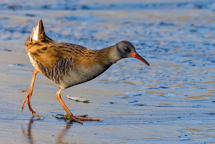 Water Rail