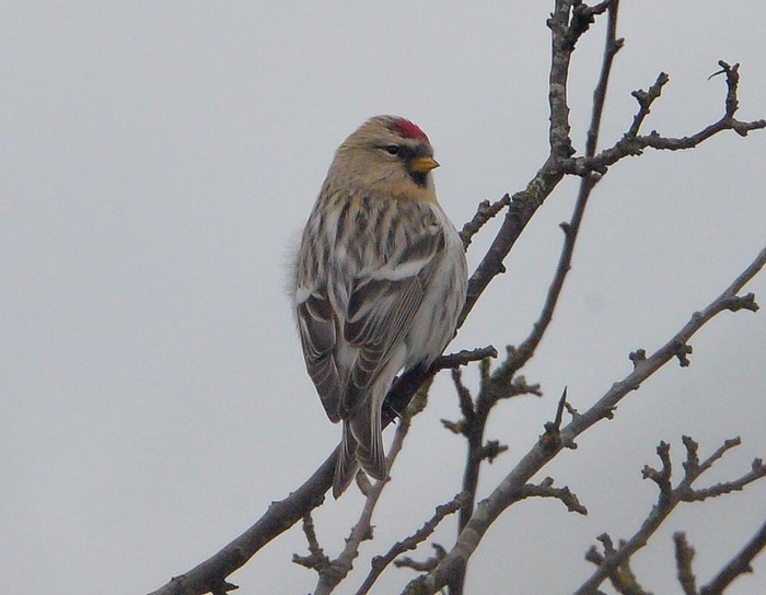 Coues's Arctic Redpoll