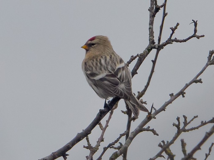 Coues's Arctic Redpoll