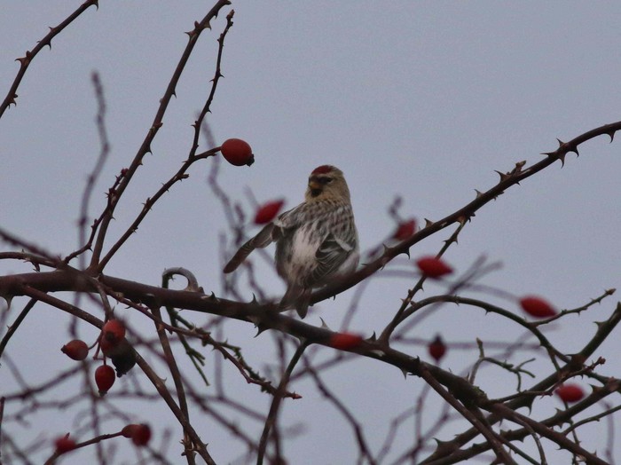 Coues's Arctic Redpoll